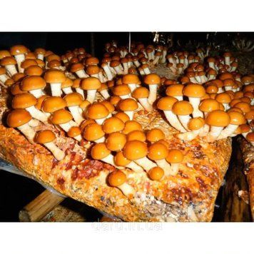 Міцелій Опеньок Намеко ( Фоліота Намеко, Китайський Опеньок, Pholiota nameko) зерновий 1 кг 2598603011 фото