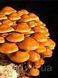 Міцелій Опеньок Намеко ( Фоліота Намеко, Китайський Опеньок, Pholiota nameko) зерновий 1 кг 2598603011 фото 2