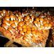 Міцелій Опеньок Намеко ( Фоліота Намеко, Китайський Опеньок, Pholiota nameko) зерновий 1 кг 2598603011 фото 1