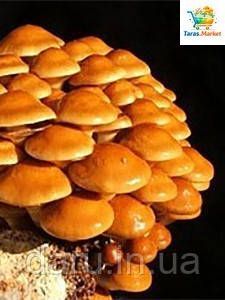Блок для вирощування Опеньок Намеко ( Фоліота Намеко, Китайський Опеньок, Pholiota nameko) 2133055895 фото