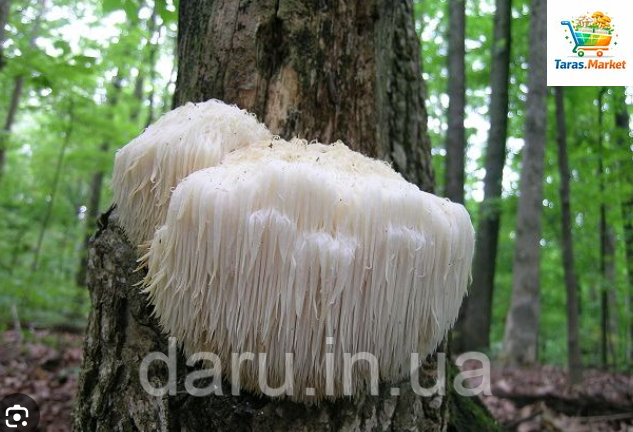 Міцелій грибів Герицій гребінчастого, їжовик (Hericium erinaceus) 2832584833 фото