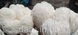 Міцелій грибів Герицій гребінчастого, їжовик (Hericium erinaceus) 2832584833 фото 1