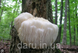 Міцелій грибів Герицій гребінчастого, їжовик (Hericium erinaceus) 2832584833 фото 2