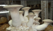 Міцелій Ерінги (Степова гливи, Королівська гливи, PLEUROTUS ERYNGII) зерновий 1 кг 1467232928 фото 1