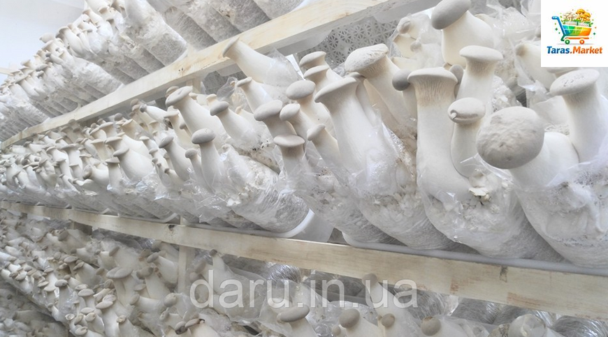 Міцелій Ерінги (Степова гливи, Королівська гливи, PLEUROTUS ERYNGII) зерновий 1 кг 1467232928 фото