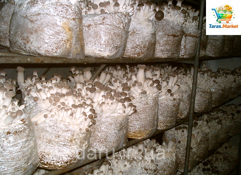 Міцелій Ерінгі (Степова глива,Королівська глива, PLEUROTUS ERYNGII) зерновий 6 кг 1467238227 фото