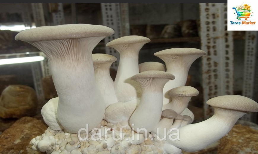 Блок для вирощування Ерінгі (Степова глива,Королівська глива, PLEUROTUS ERYNGII) 1467246955 фото