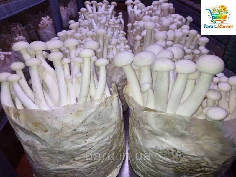 Міцелій Опеньок мармуровий ( Шімеджі, HYPSIZYGUS MARMOREUS, БУКОВИЙ ГРИБ) зерновий 6 кг 1500710396 фото